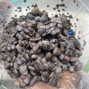 Locust Beans (Iru Ekìtì)